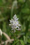 Atlantic camas